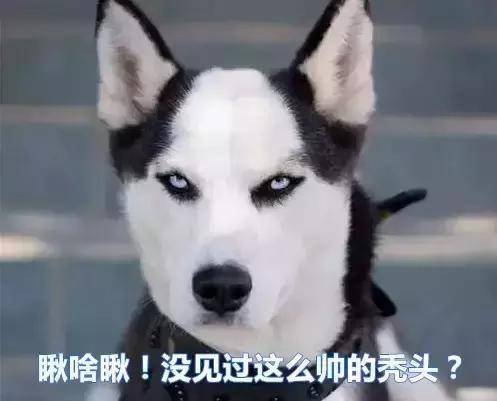 當哈士奇擁有了“地中海,脫發的你壓力山大了嗎?
