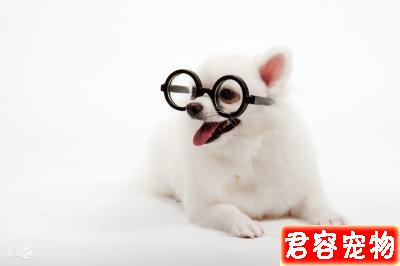 狗狗很瘦是怎么回事了，有沒有可以調理的方法