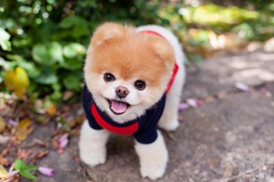 博美犬優缺點有什么？這種可愛的網紅狗狗容易養嗎？適合女生嗎？