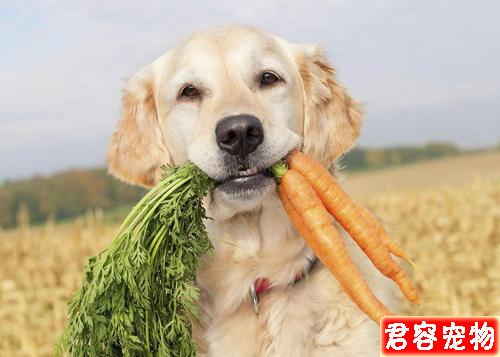 狗狗越胖越可愛?得糖尿病可就麻煩了