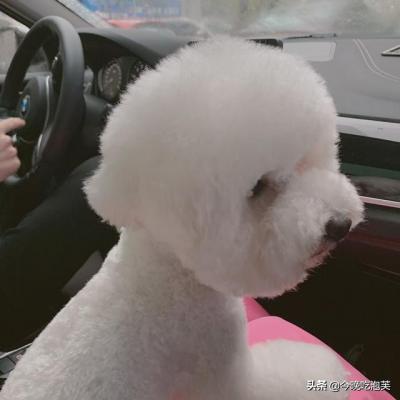 狗狗到底能不能吃鹽?