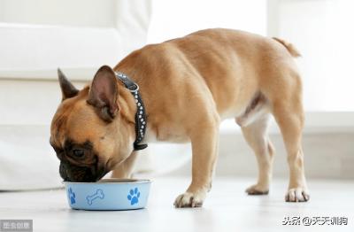 狗狗能不能吃“泡飯”？牙結石、口臭是怎么回事？