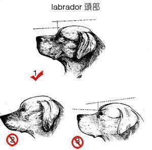 養狗老手告訴你:看拉布拉多這5個地方,就能挑到最好的那只狗