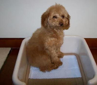 泰迪犬怎么訓練大小便?