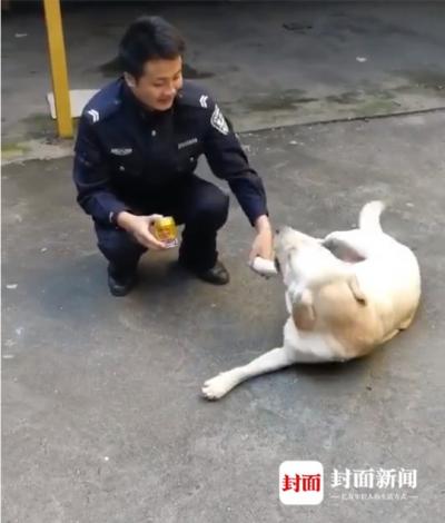 “蹭飯”拉布拉多回家啦 主人:狗子最愛吃火腿腸了