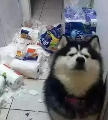 你也是多少級狗奴？不用1分鐘檢測你的狗奴級別