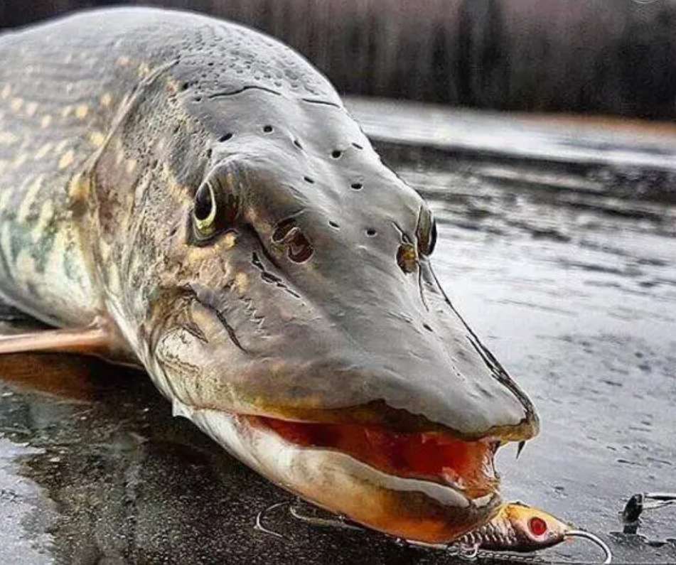 誰說我國沒有猛魚?壽命200歲、體重近百斤,食人魚根本不是對手