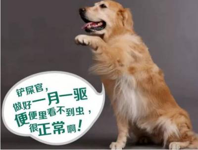 狗狗驅蟲只要驅蟲藥嗎?避免踩坑