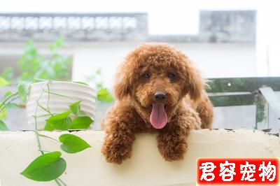 新手須知:泰迪幼犬狗糧喂多少?
