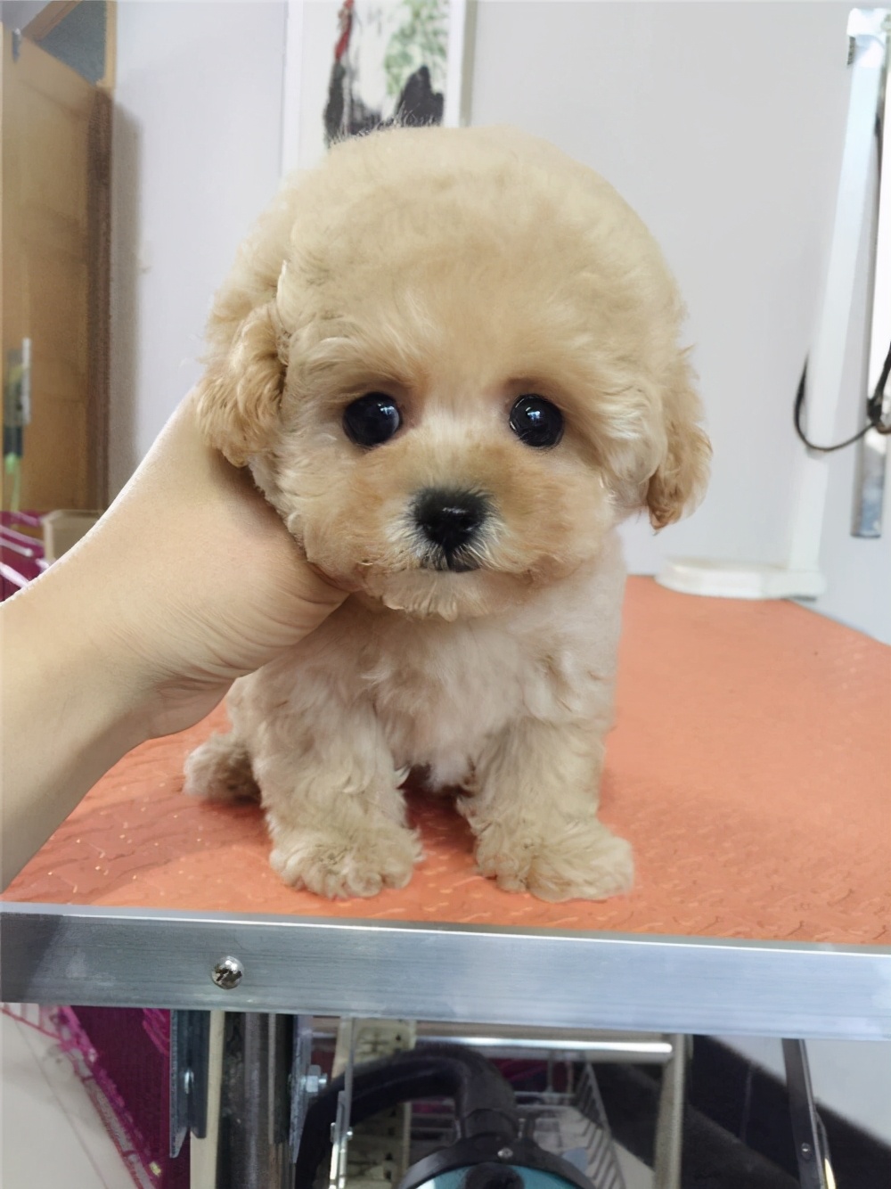 兩分鐘,帶你看完一只泰迪犬的傳奇人生