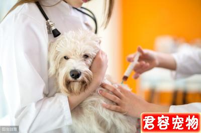 辟謠：狗狗驅蟲打驅蟲針比口服驅蟲藥效果好？寵物醫生告訴你答案