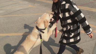 10個月拉布拉多一身壞毛病，訓犬師把它變成乖乖狗