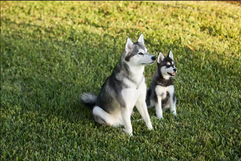 阿拉斯加克利凱犬：迷你版哈士奇，但論顏值這狗狗卻能比得過二哈