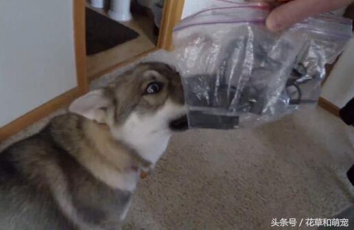 哈士奇和德牧的混血，父母智商差距那么大，你還拆遷嗎