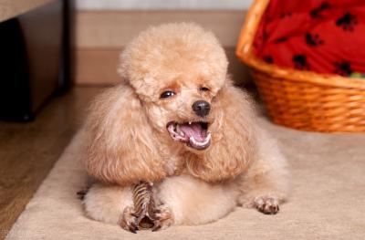 有這些特征的“泰迪犬”,血統一定很純