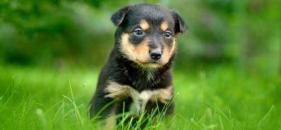 犬白內障相關知識:幼犬也可能是患者,而病因就是遺傳的基因