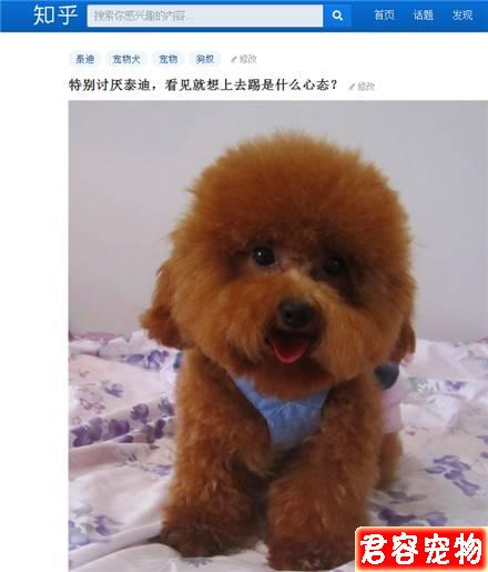 “特別討厭泰迪，看見就想踢是什么心態”？