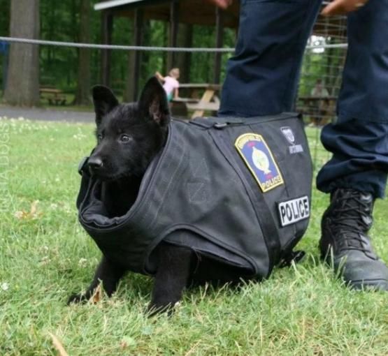 小奶狗第一次執勤，擔心到抱警官大腿，網民：終止釋放風采
