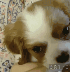 <a href=/zhonglei/gou/ target=_blank class=infotextkey>狗</a>狗控萌圖第797：去遛狗，走著走著發現下雨了！