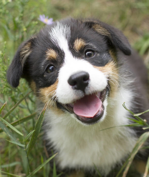 飼養柯基犬，要應對的“6大難點”，看了你要敢養嗎？