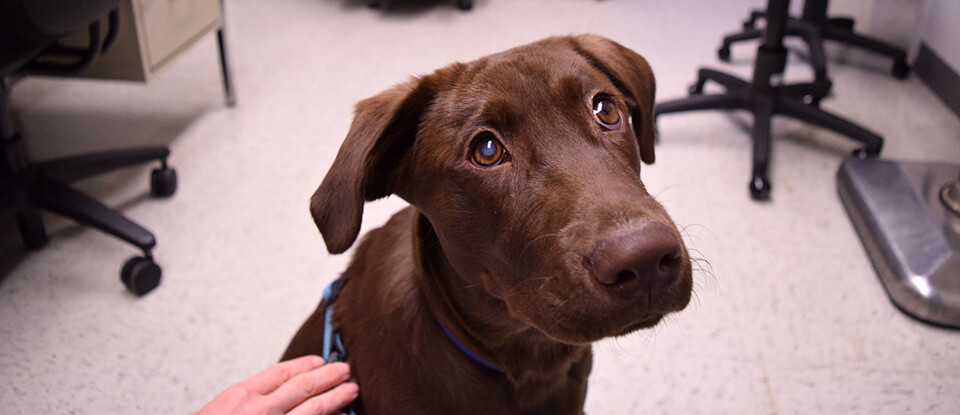 狗狗白內障4大征兆,高發犬種要注意,因為眼藥水不能預防治療