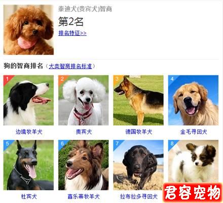 “特別討厭泰迪，看見就想踢是什么心態”？
