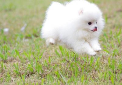 哈士奇、博美犬等一些狗狗非常愛亂叫,為什么還有很多人愿意飼養