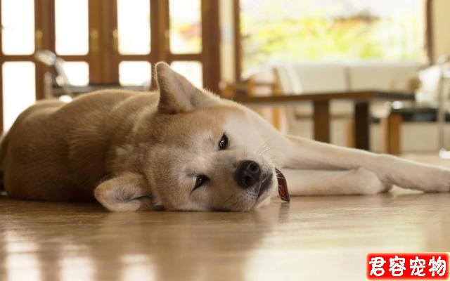 狗狗肚子咕嚕響還朝你拱背?不一定是向你討吃,或是急性腸胃炎