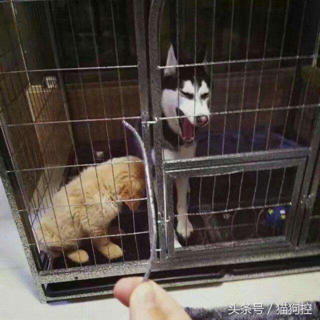 主人心大讓哈士奇獨自在家帶金毛，結果不僅越獄拆家房頂都掀了！