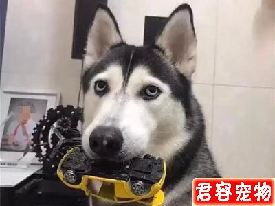 哈士奇搶玩具車沒想到被卡住了牙縫,不吃不喝一天后才獲主人解救