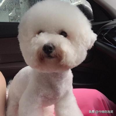 狗狗到底能不能吃鹽?
