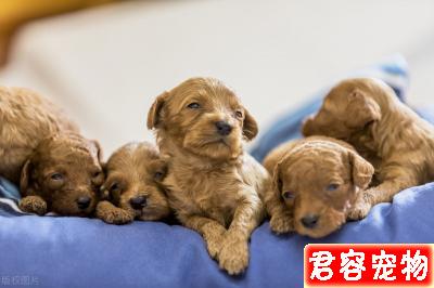 新手須知:泰迪幼犬狗糧喂多少?