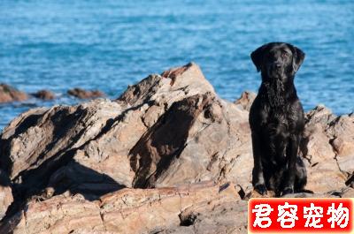 狗狗壁紙之拉布拉多篇來啦