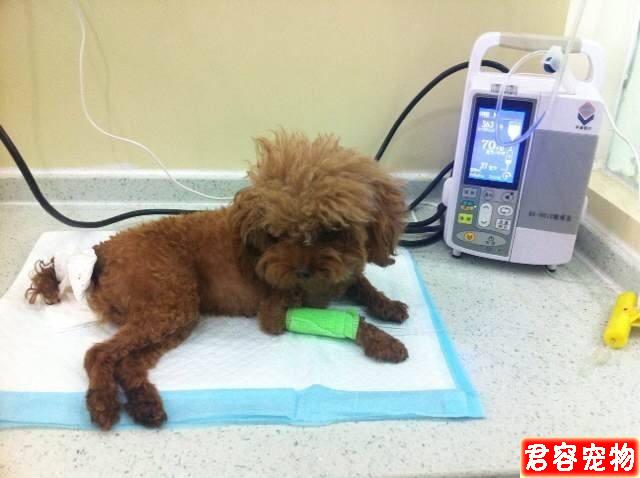 泰迪犬“拉稀”的原因，你還不知道吧