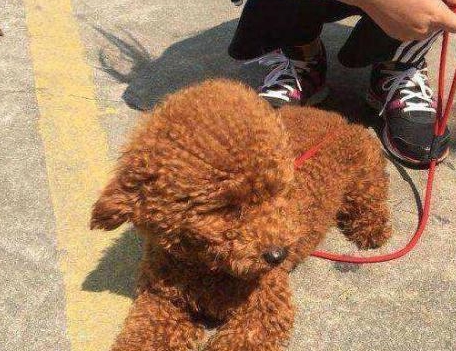 為何泰迪犬一直讓你摸它“肚子”？緣故有五個