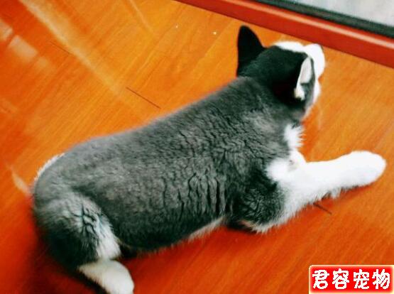 兩個月的哈士奇變成了球形，網友看后哈哈一笑肉嘟嘟好萌啊