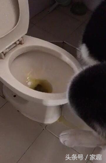 二哈在無人教的情況下，竟會自己使用馬桶，這個場景讓人不敢相信