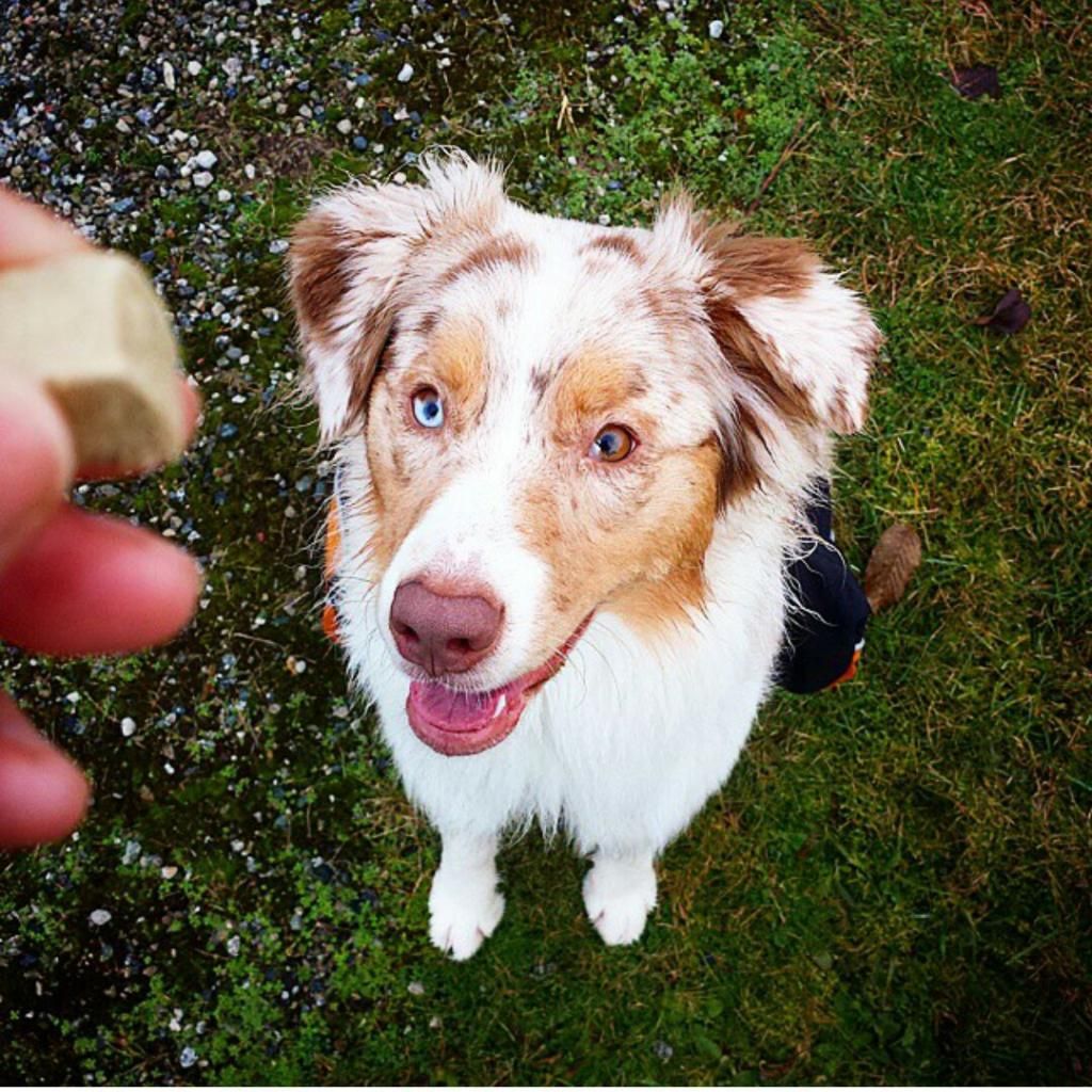 狗狗白內障4大征兆,高發犬種要注意,因為眼藥水不能預防治療