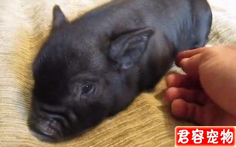 初生小豬怎樣護理?4步帶你了解,就算你是養殖新手也能輕松應對