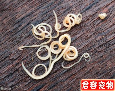 辟謠：狗狗驅蟲打驅蟲針比口服驅蟲藥效果好？寵物醫生告訴你答案