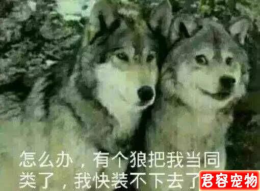 二哈，沙雕表情包，來嘍來嘍