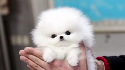 博美犬優缺點有什么？這種可愛的網紅狗狗容易養嗎？適合女生嗎？