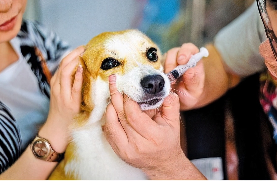 狗狗是否生病,這些表現早就提醒了你