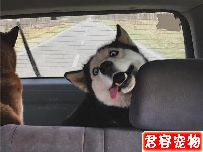 哈士奇搶玩具車沒想到被卡住了牙縫,不吃不喝一天后才獲主人解救