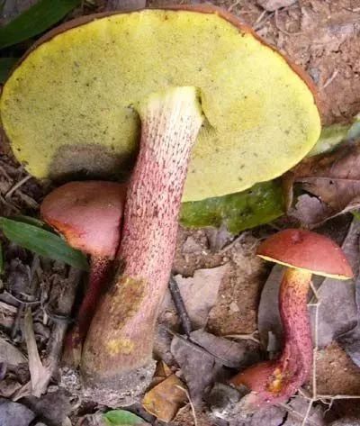狗狗也中毒!?吃菌需謹慎,這份指南請速速查收→