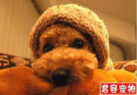 泰迪犬“拉稀”的原因，你還不知道吧