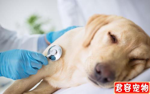 狗狗越胖越可愛?得糖尿病可就麻煩了