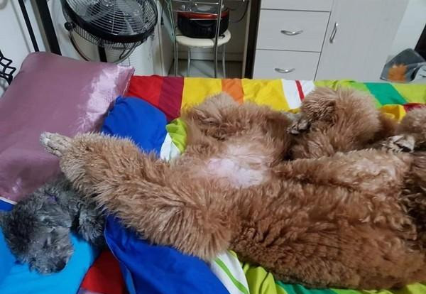 狗狗睡姿超奇怪,還拿家里小狗靠腿,就會欺負乖巧的小狗