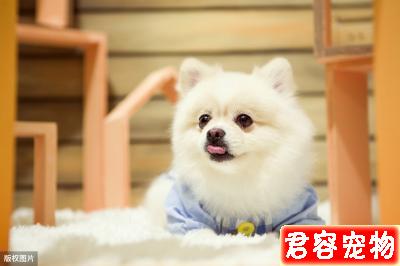 如果你養了博美犬，最好還是看看這篇文章，或許你會收獲很多
