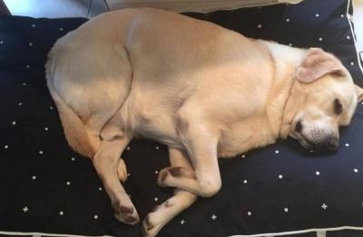 拉布拉多犬“正常體重”是多少?太瘦或太肥,分別該怎么辦?